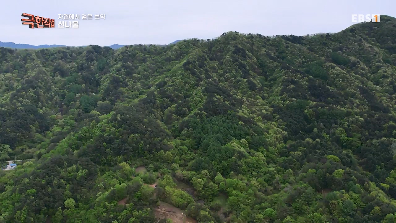 TV - 전 국민의 평생학교 EBS자연에서 얻은 보약, 상황버섯과 산나물, 쌍화차.mp4_20240615_172247.518.jpg