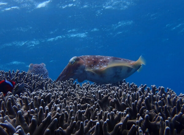 산호초에서-산란중인-갑오징어
