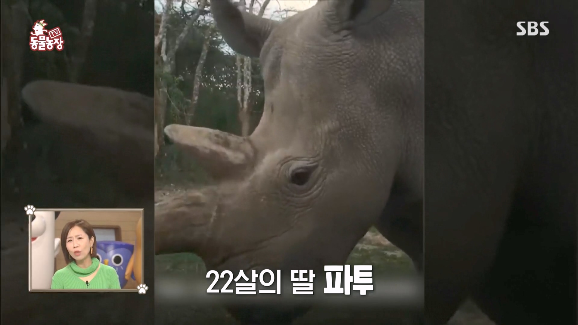 TV 동물농장.E1160.240225p.H264-F1RST.mp4_20240225_162641.299.jpg