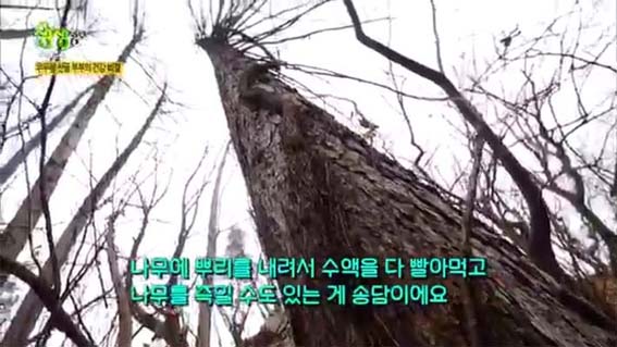 담쟁이-넝쿨이-소나무를-둘러싸고-자라는-모습