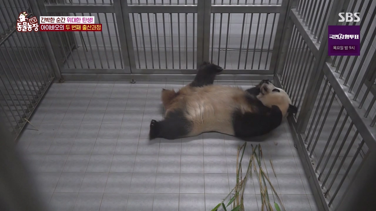 TV 동물농장.E1133.230814p-NEXT.mp4_20230813_171335.553.jpg