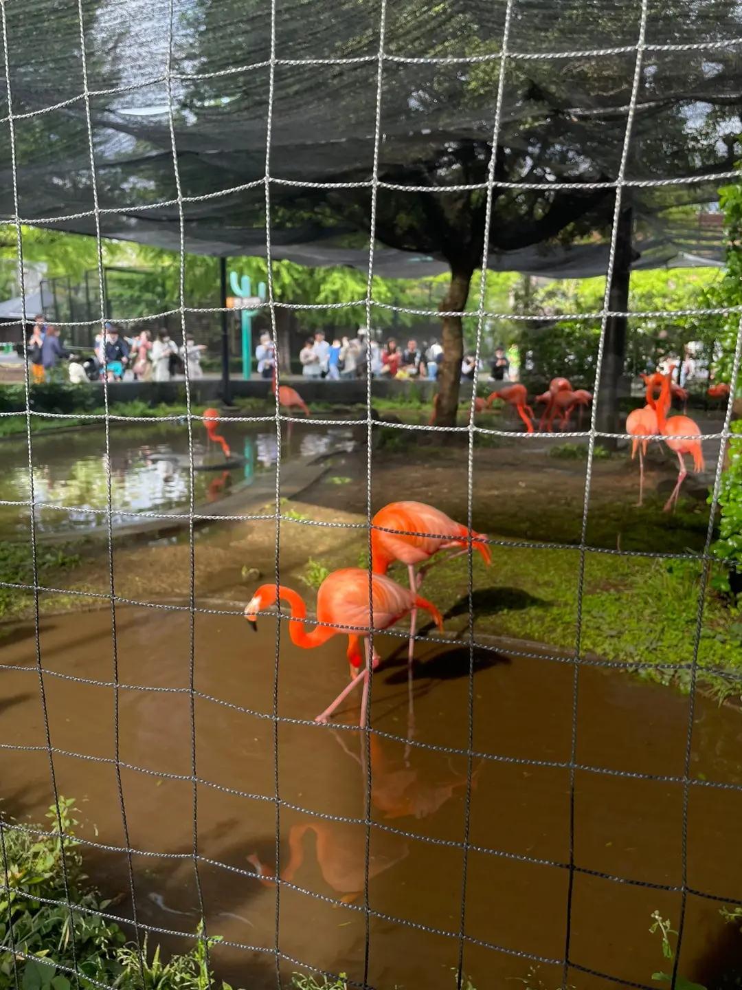 우에노 공원내 동물원속 동물들 빨간 학