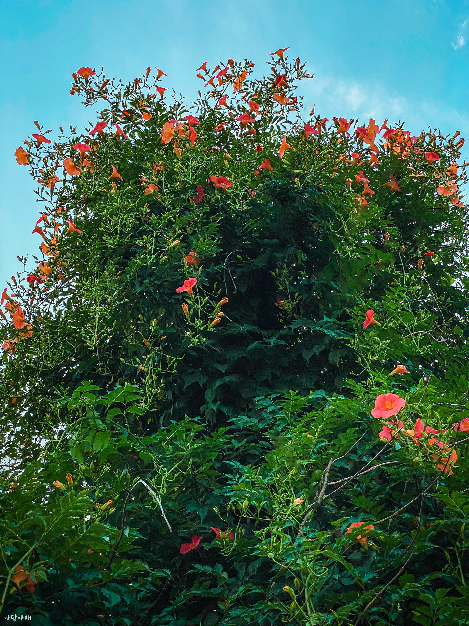  능소화 / Campsis grandiflora