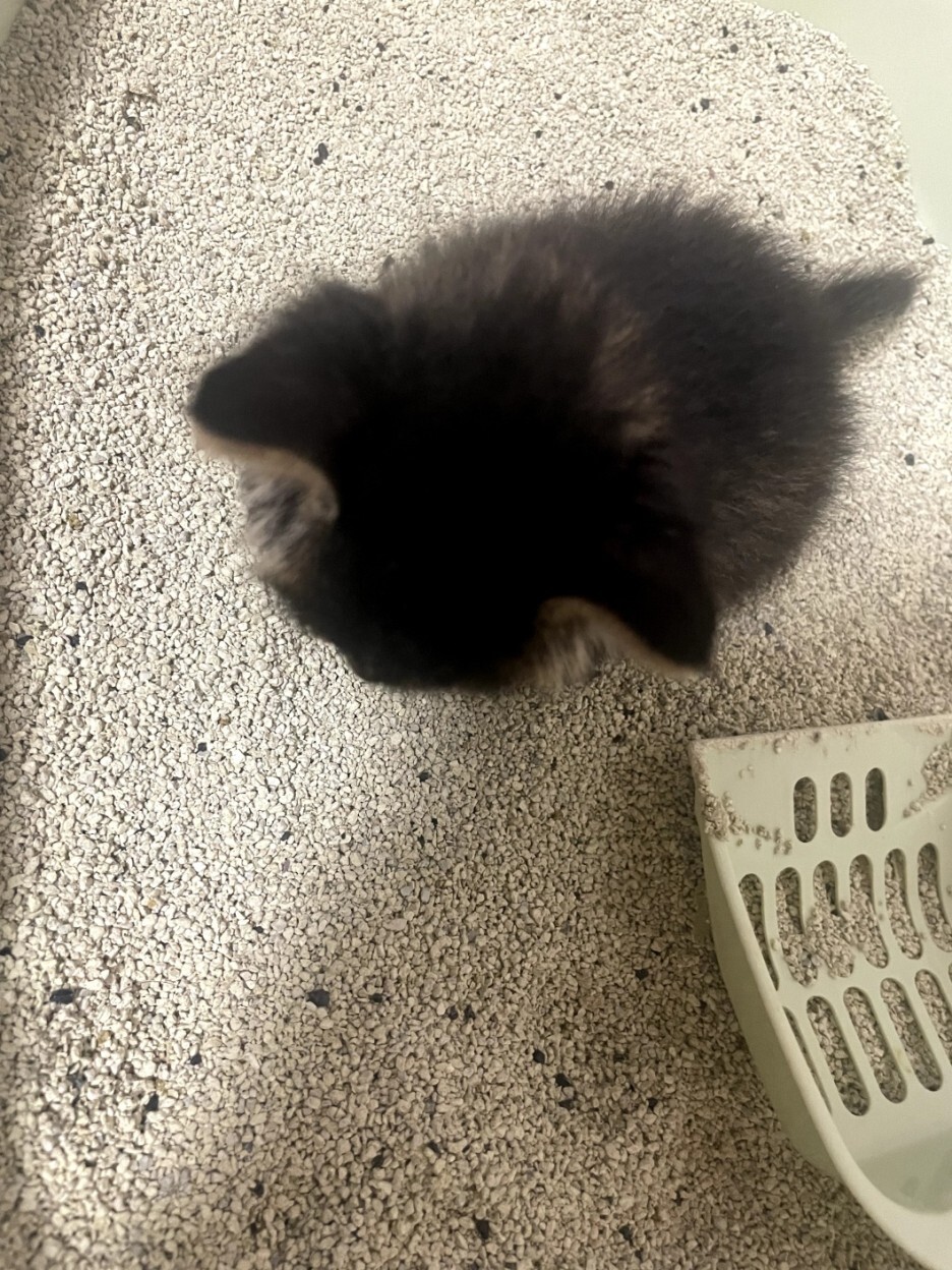 너무 귀여운 아기 고양이의 2