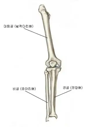미용사네일이론-다리뼈