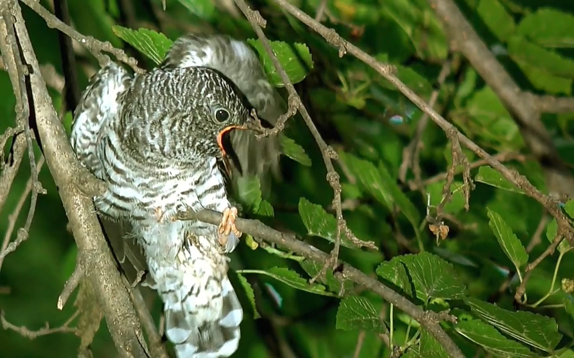 생존 3부_ EBS 다큐프라임_ 220629.avi_20220701_210635.027.jpg