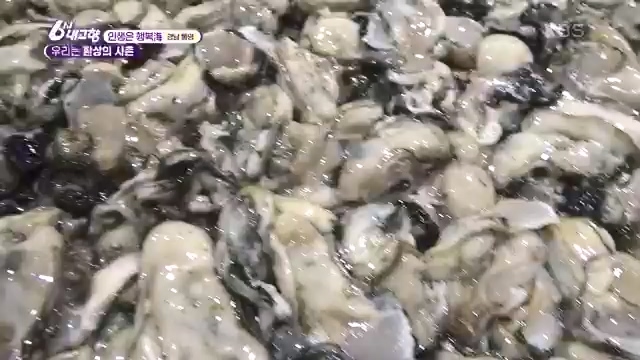 6시 내고향_김장의 필수품 평창 고랭지 배추 - 강원 평창 [슬기로운 두 반장] 슬기로운 어르신들을 찾아서 (충북 제천) [붕붕이가 간다] 철원에 무슨 일이 (강원 철원) [인생은 행복海] 우리는 환상의 사촌 (경남 통영).ts_20231117_205448.805.jpg