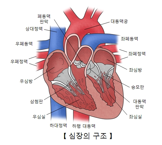 심장건강 개선