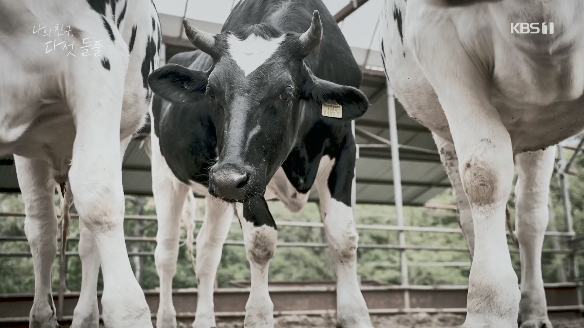 특집 다큐 나의 친구, 다섯 들풀.240119p.H264-F1RST.mp4_20240121_151731.285.jpg