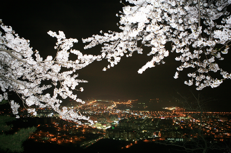 제황산-벚꽃-야경-출처-진해시청