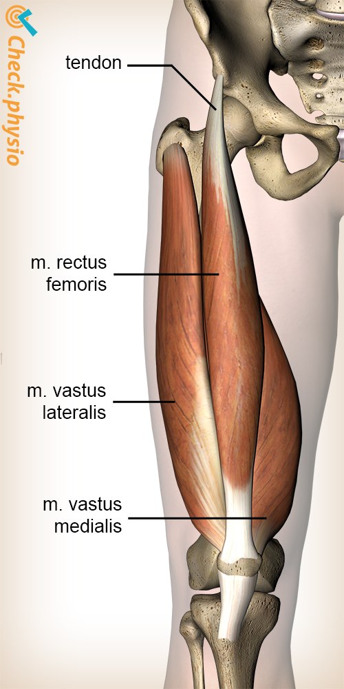 성장통 / 오스굿-슐라터병(Osgood-Schlatter disease) 양산 통증클리닉 - 2