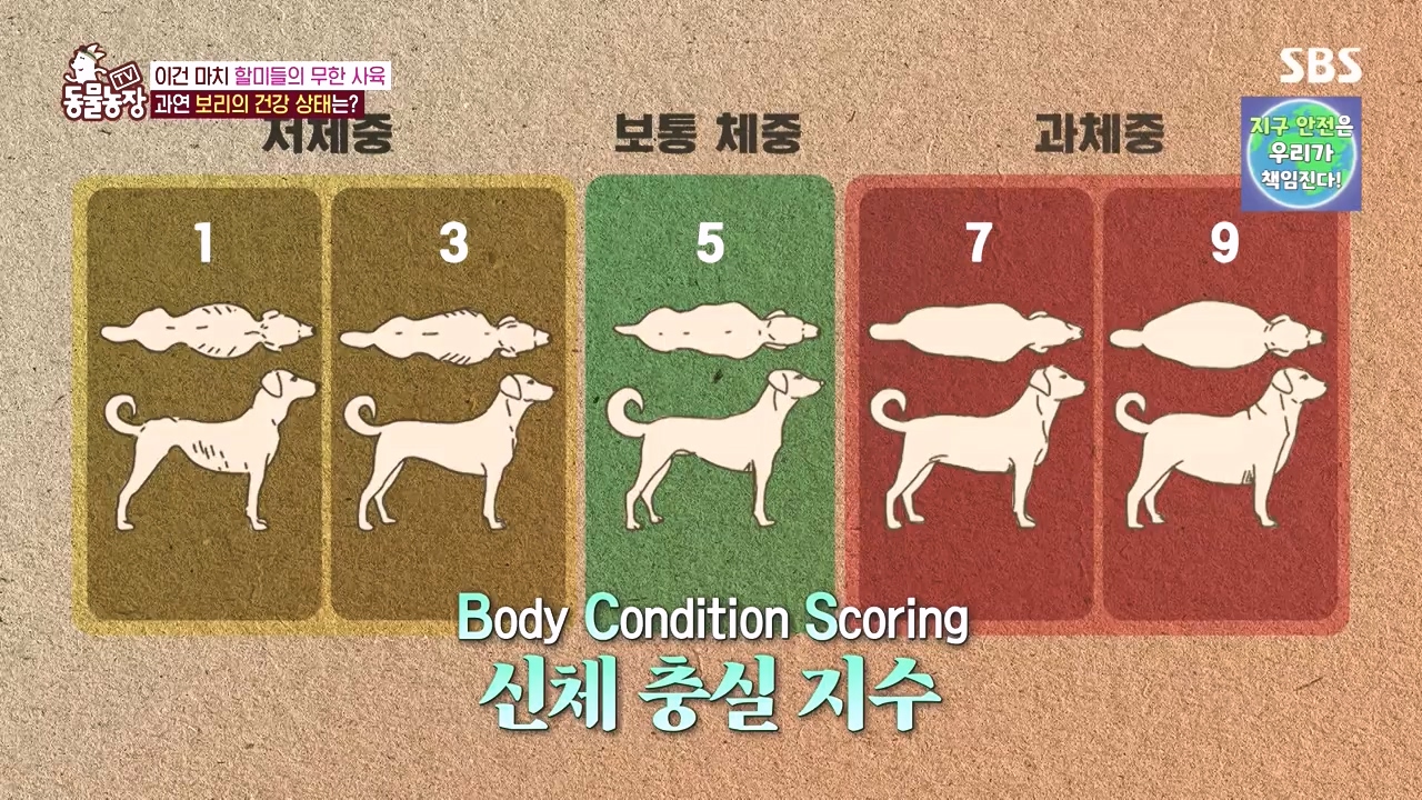 TV 동물농장.E1141.231016p-NEXT.mp4_20231015_172555.524.jpg