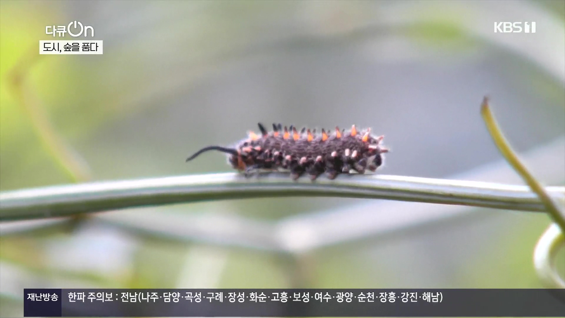 다큐 On.E232.231216p.H264-F1RST.mp4_20231220_204857.012.jpg