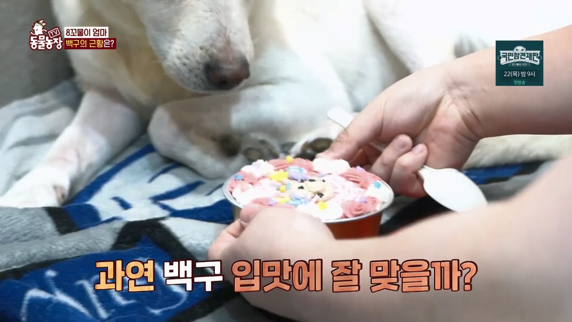 TV 동물농장.E1158.240211p.H264-F1RST.mp4_20240211_194103.915.jpg