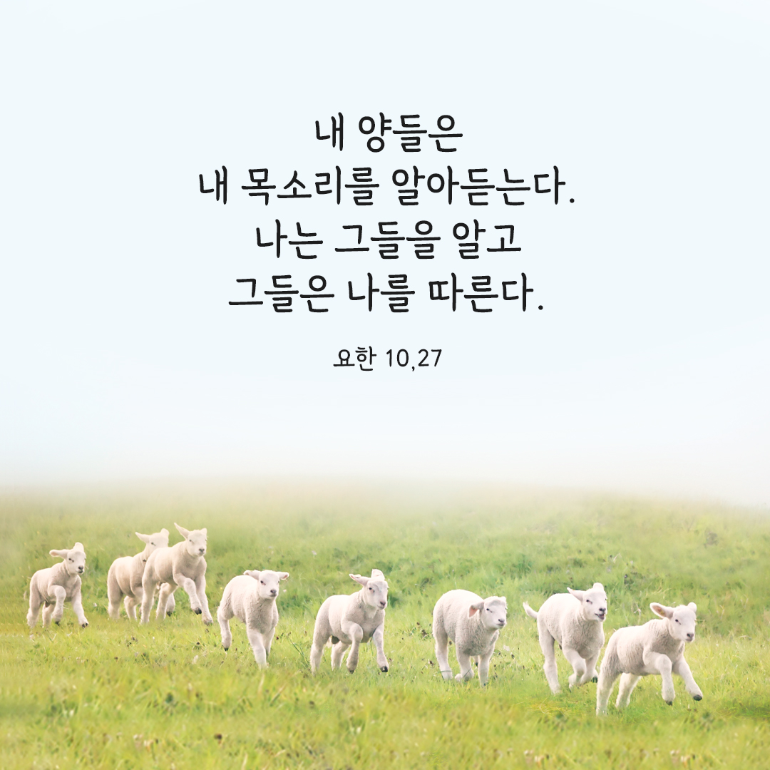My sheep hear my voice; I know them&#44; and they follow me. (John 10:27)