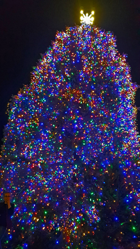 Chicago official Christmas tree in Millennium Park_2