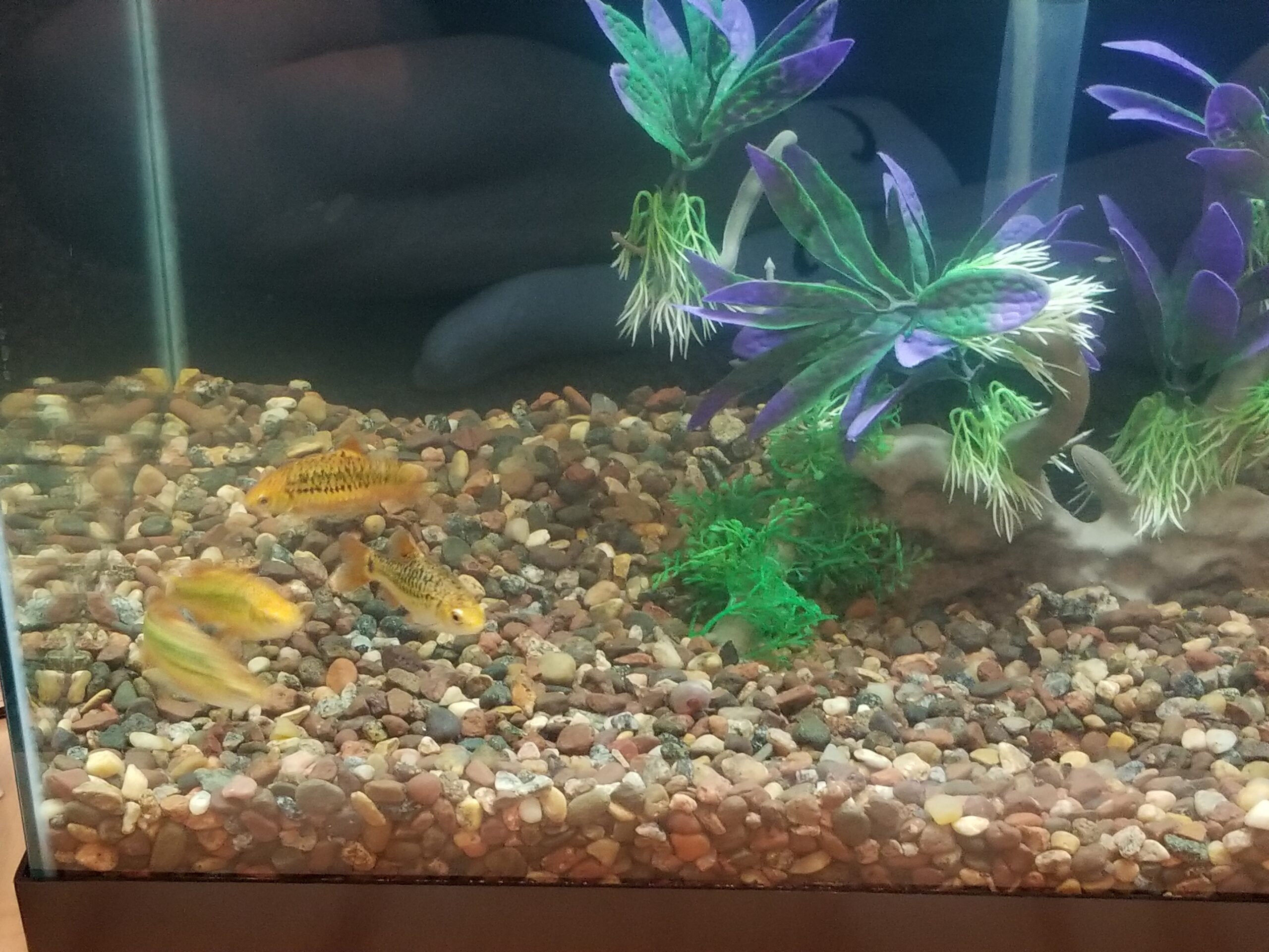  Gold Barbs – Chinese Barb