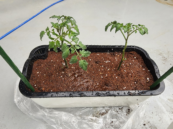 테라스 텃밭 집에서 방울토마토를 기르다 7