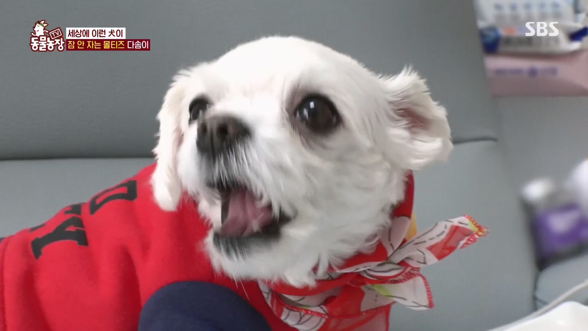 TV 동물농장.E1159.240218p.H264-F1RST.mp4_20240218_165959.585.jpg