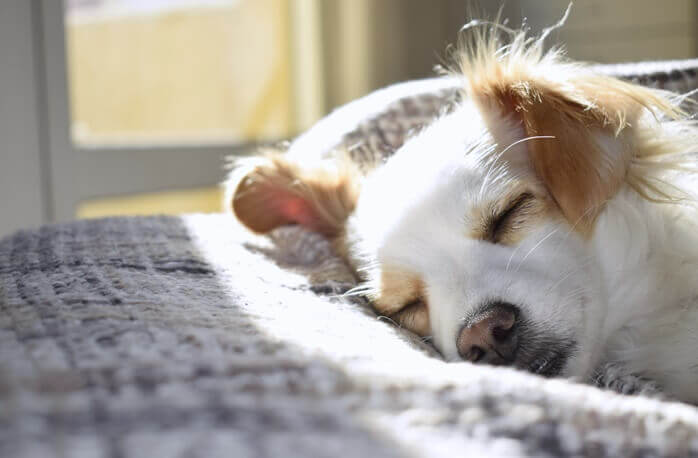 흰색과 옅은 크림색의 개 한마리가 포근한 담요 위에 누워 편히 쉬고 있는 모습