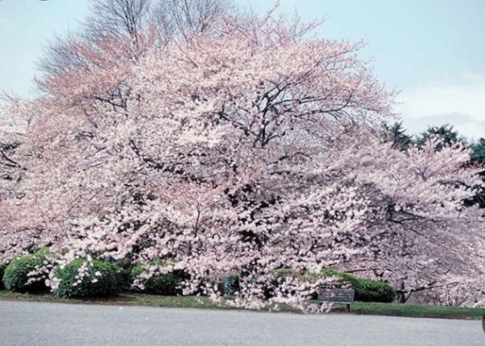 일본벚꽃명소