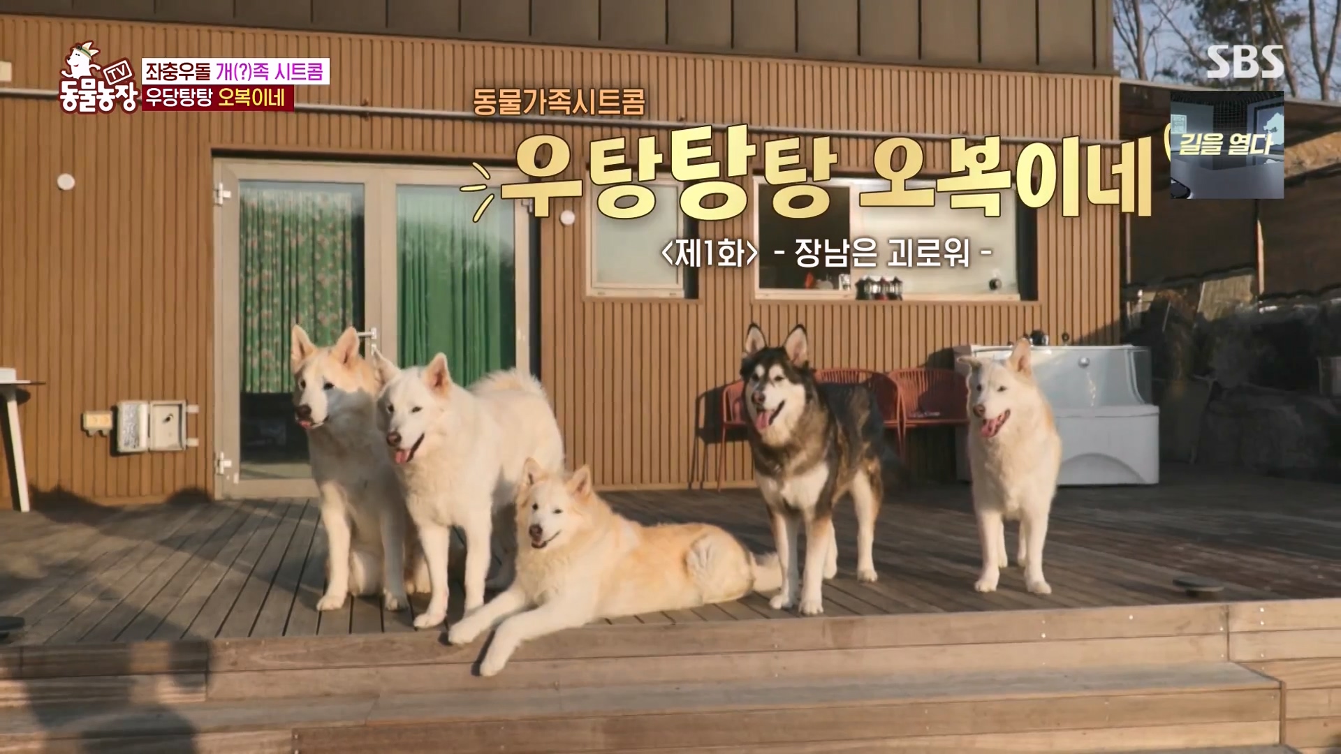 TV 동물농장.E1166.240407p-NEXT.mp4_20240407_162013.455.jpg