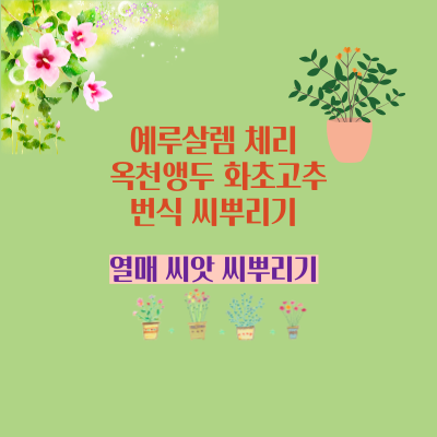 예루살렘 체리 키우기 번식 씨뿌리기