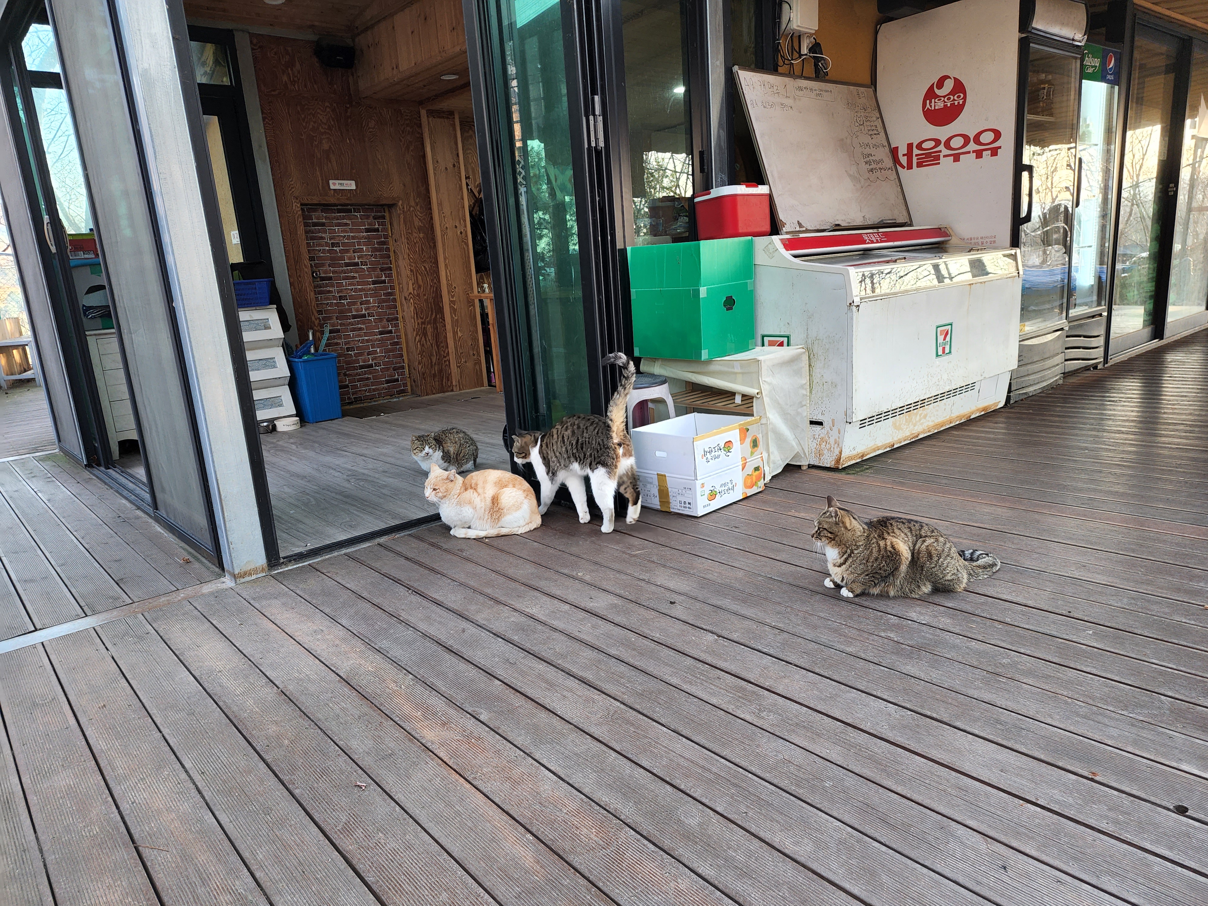 용인 마운틴 캠핑장 관리동 고양이들