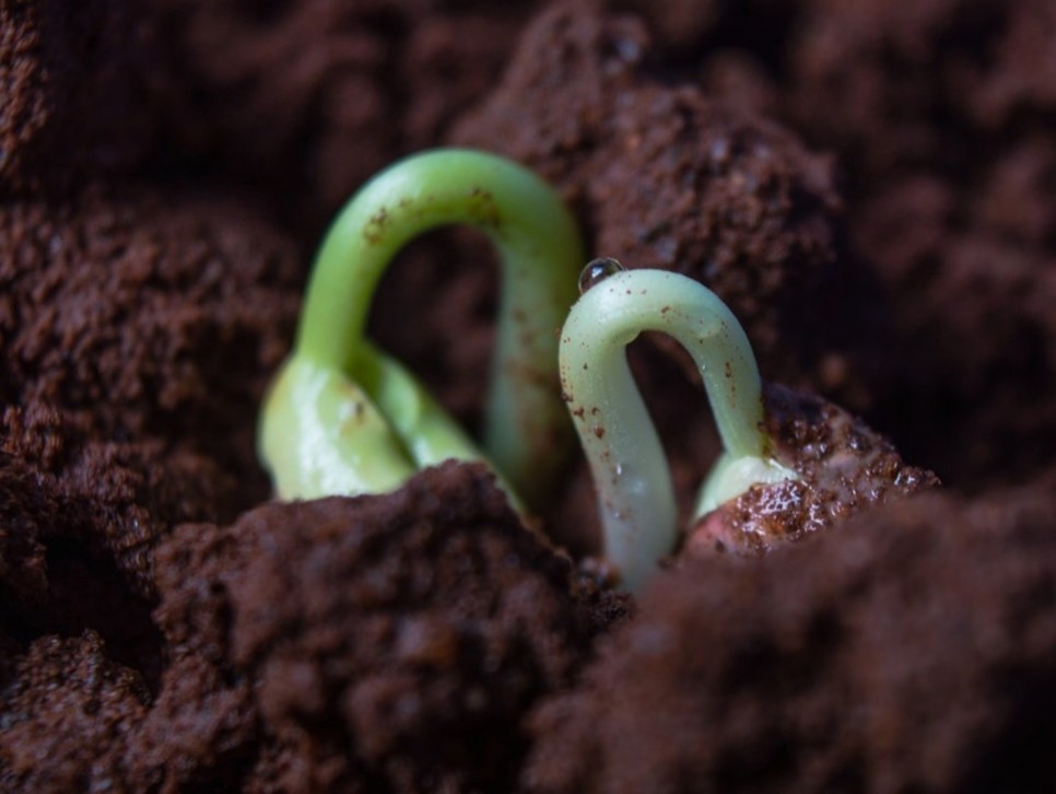 강낭콩키우기 싹틔우기 떡잎 본잎 3