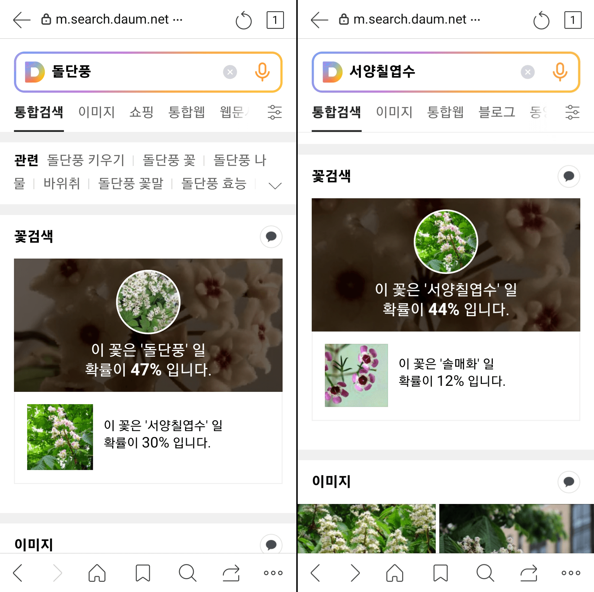 호야 마틸다 사진으로 이름 찾기 결과