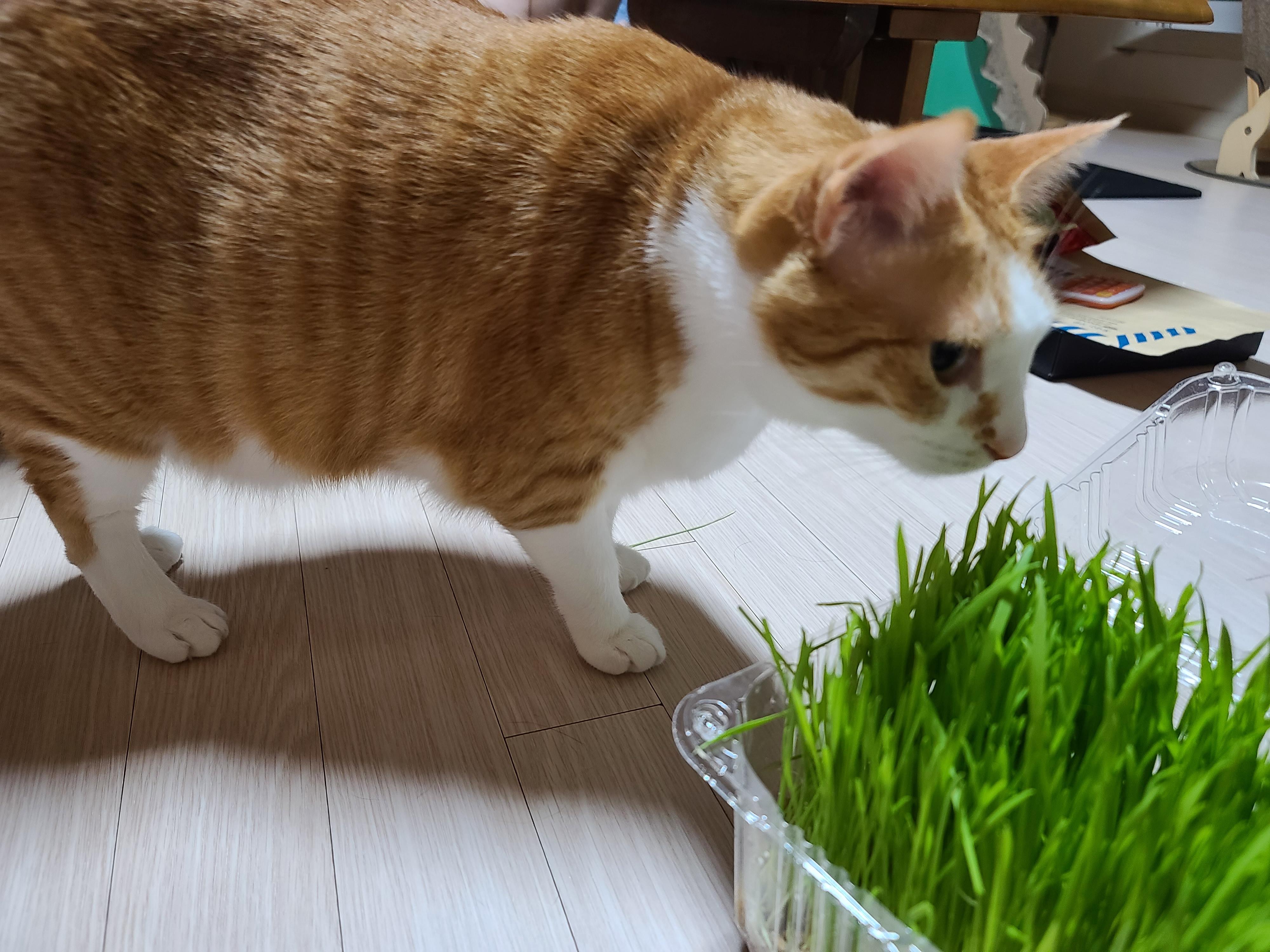 고양이 캣글라스 먹방 및 효능. 캣글라스를 대하는 아홉냥이들의 자세.