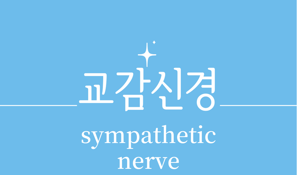 &#39;교감신경(sympathetic nerve)&#39;