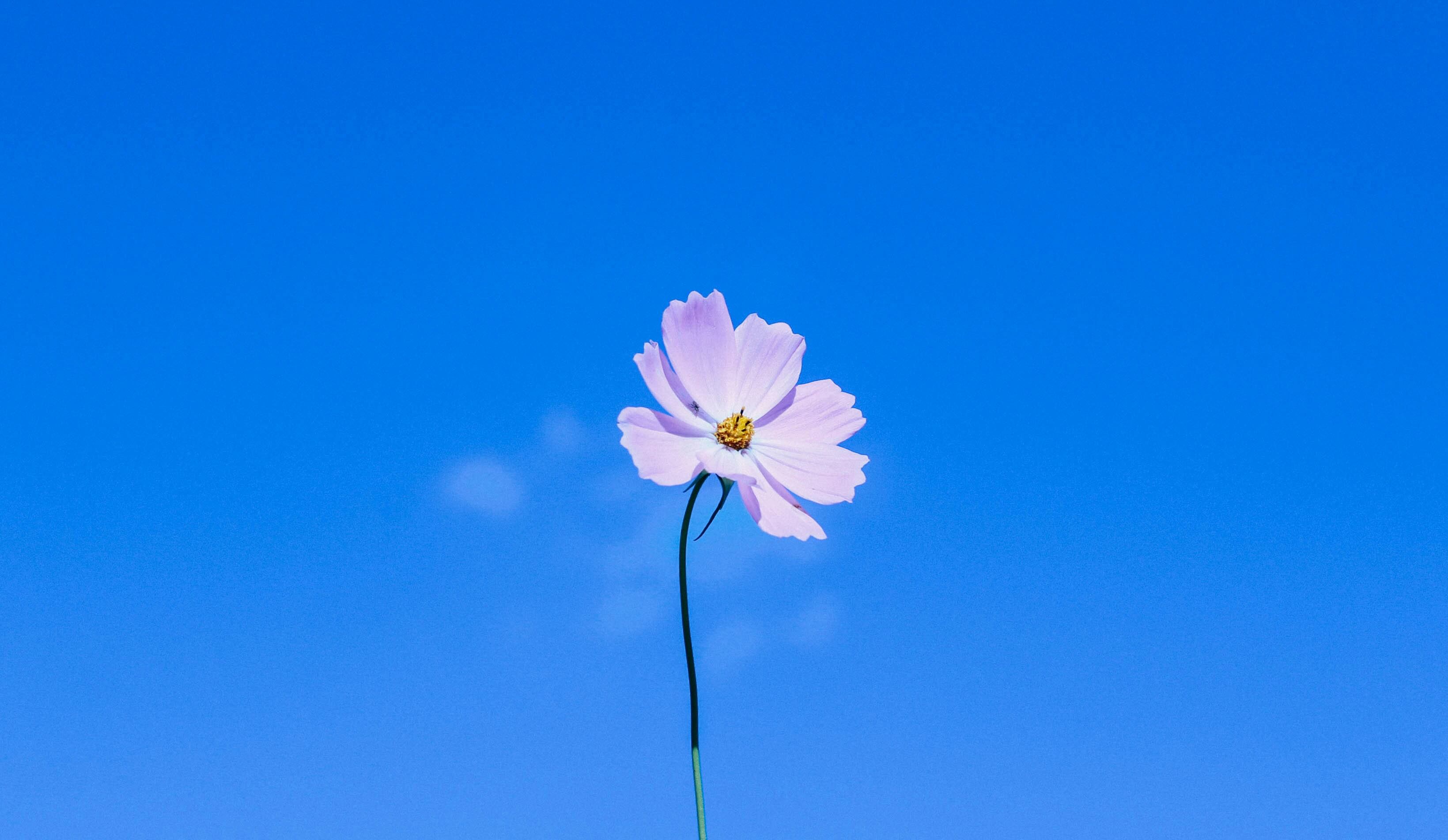 안성 코스모스 축제 할인