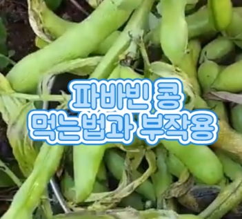 파바빈-먹는법-부작용