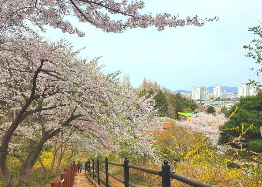 전라도 벚꽃 명소인 군산 월명공원 모습