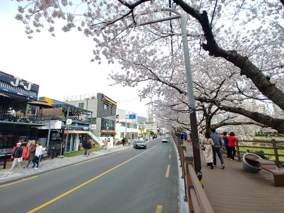  부산 가볼만한곳: 동래 온천천 벚꽃