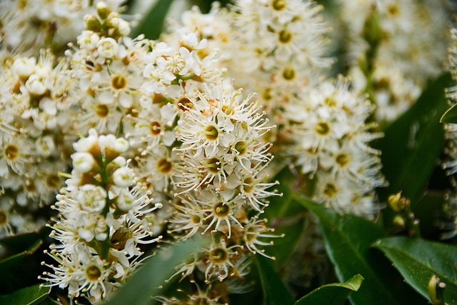  The Language of Flowers [Buddlea] (꽃의 언어 [Buddlea]) 행운을 북돋우는 풍수 * 탄생의 꽃과 영적 전설