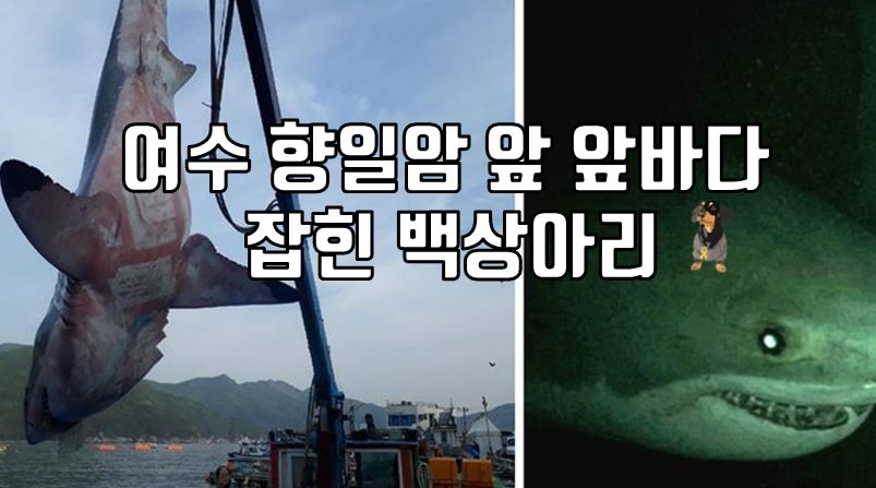  여수 향일암 앞바다에서 잡힌 거대한 백상아리!!
