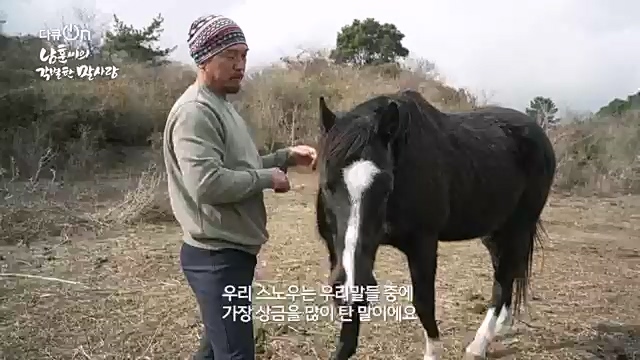 [189회] 다큐온 - KBS남훈 씨의 각별한 말 사랑] 연평균 1400여 마리의 경주마들이 경마장을 떠나 퇴역 경주마가 된다.ts_20230330_211142.498.jpg