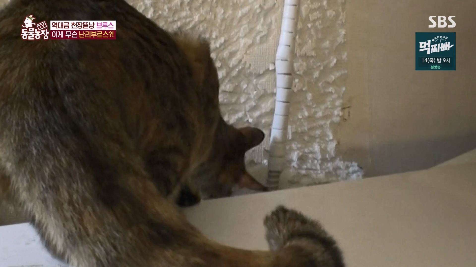 TV 동물농장.E1162.240310p-NEXT.mp4_20240310_162850.967.jpg