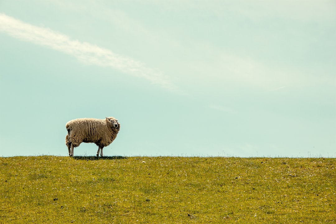 Sheep