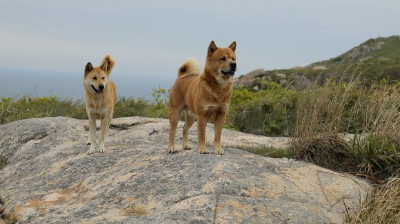 동물극장 절친 이용오 반려견, 동해, 동해, 동해, 자연제작, 아일랜드 위치 19차 동물극장 절친 황도, 동해, 동해, 아일랜드 블루스 촬영지 6월 4일 8