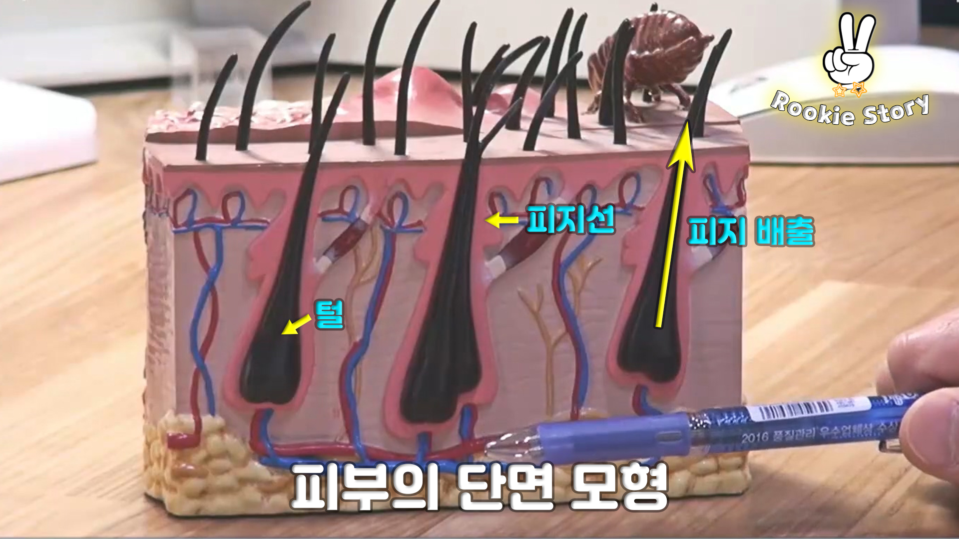  애견 의료 정보 강아지 피부관리 방법