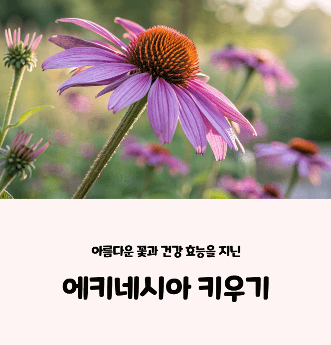 에키네시아