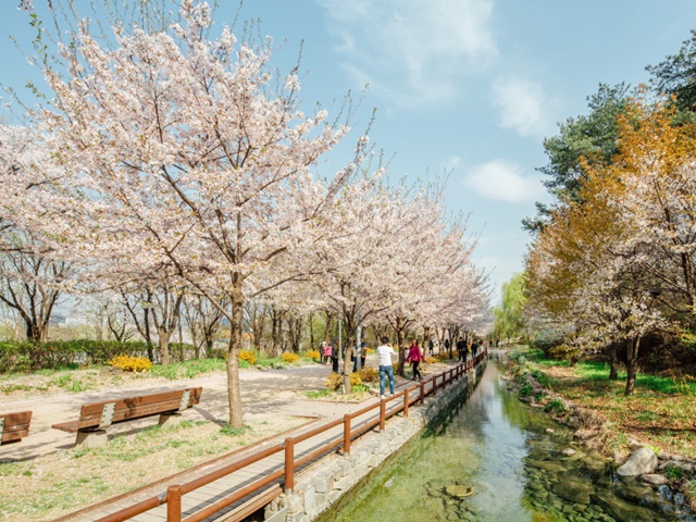 서울숲 벚꽃