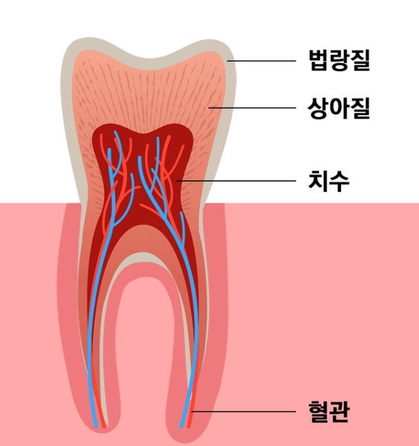 치아의구조