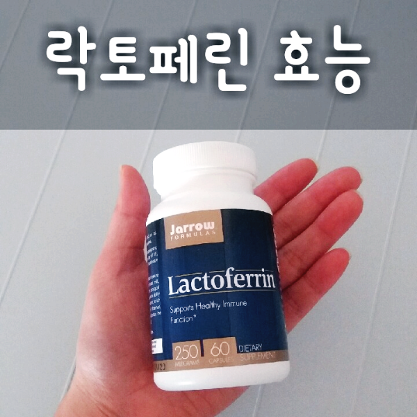 락토페린 효능 면역