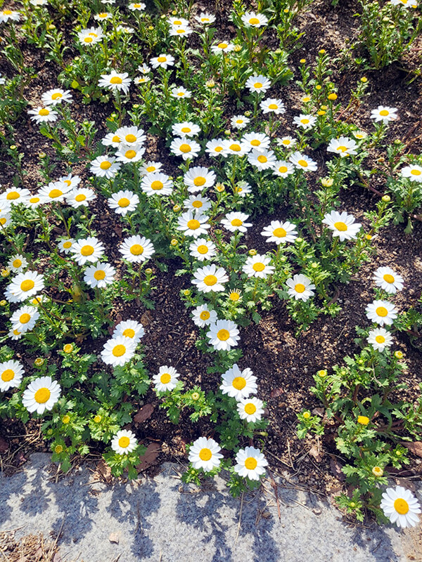 대구 대봉교 꽃밭에서 피어나고 있는 꽃들