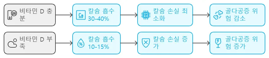 칼슘 흡수의 비타민D효과