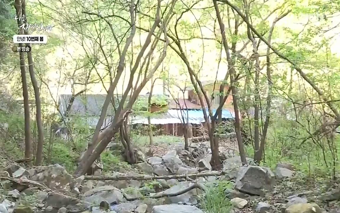 나는 자연인이다.E500.220505p-NEXT.mp4_20220505_180212.024.jpg